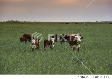 Countryside landscape with cows grazing, La Pampa province, Patagonia, Argentina 138409145