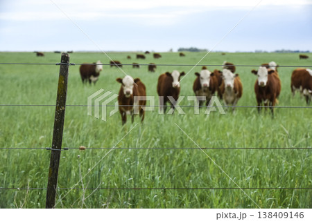 Countryside landscape with cows grazing, La Pampa, Argentina Countryside landscape with cows grazing, La Pampa, Argentina 138409146
