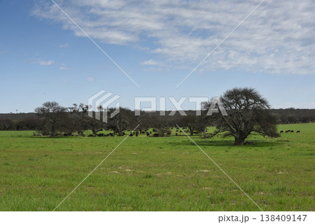 Lonely tree in Pampas Landscape, La Pampa province, Patagonia, Argentina 138409147