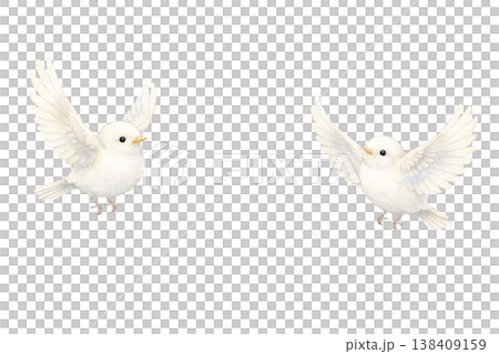 兩隻小白鳥，水彩插畫。可愛友善的野生鳥類插畫，採用自然的手繪風格，描繪了鳥兒飛翔的姿態。 138409159