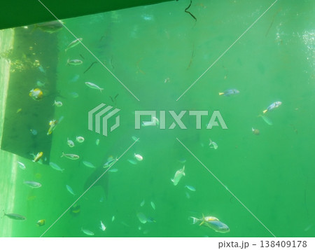 魚とジュゴン 138409178