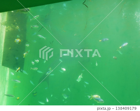 上に上がってよくみえにくいジュゴン 138409179