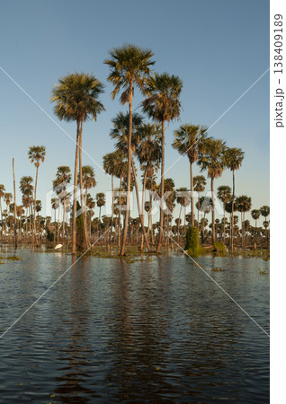 Palms landscape in La Estrella Marsh, Formosa province, Argentina. Palms landscape in La Estrella Marsh, Formosa province, Argentina. 138409189