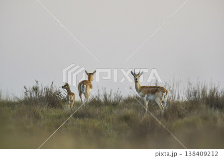 Male Blackbuck Antelope in Pampas plain environment, La Pampa province, Argentina 138409212