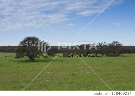 Lonely tree in Pampas Landscape, La Pampa province, Patagonia, Argentina 138409214