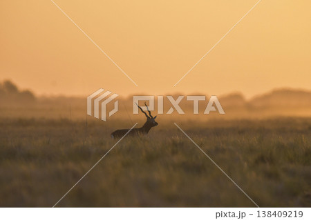 Male Blackbuck Antelope in Pampas plain environment, La Pampa province, Argentina Male Blackbuck Antelope in Pampas plain environment, La Pampa province, Argentina 138409219