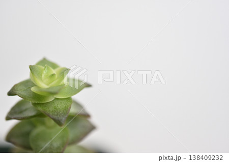南十字星 138409232