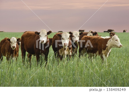 Countryside landscape with cows grazing, La Pampa, Argentina Countryside landscape with cows grazing, La Pampa, Argentina 138409249