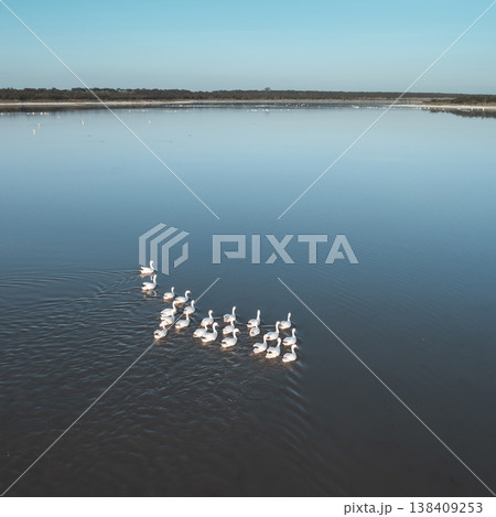 Coscoroba swans in lagoon envirinment, La Pampa Coscoroba swans in lagoon envirinment, La Pampa 138409253