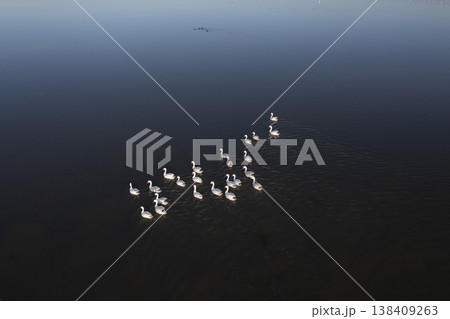 Coscoroba swans in lagoon envirinment, La Pampa Coscoroba swans in lagoon envirinment, La Pampa 138409263