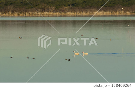 Coscoroba swans with chicks, La Pampa 138409264