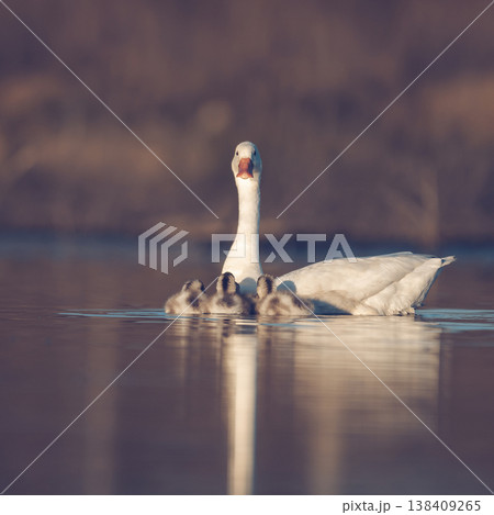 Coscoroba swans with chicks, La Pampa Coscoroba swans with chicks, La Pampa 138409265