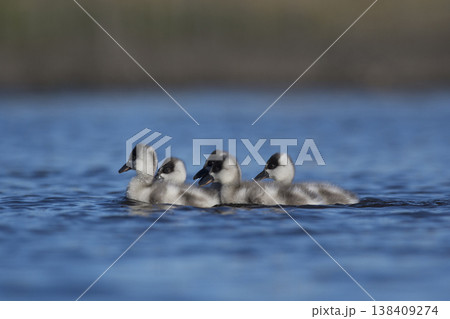 Coscoroba swans with chicks, La Pampa 138409274