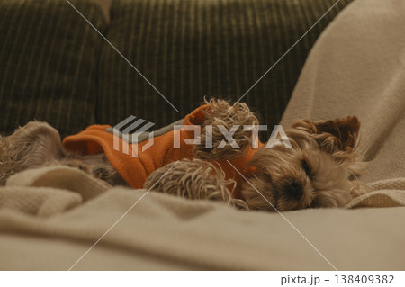 A cute small yorkie dog sleeping peacefully on a soft beige knitted blanket. The pet relaxing on the sofa. Home comfort. 138409382