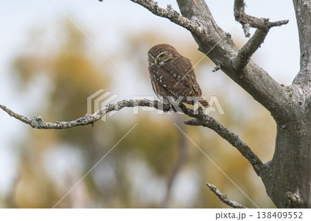 Ferruginous Pygmy owl, Glaucidium brasilianum, Calden forest, La Pampa Province, Patagonia, Argentina. 138409552