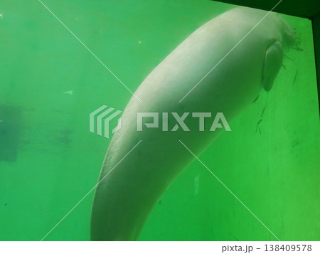 人魚のモデルジュゴンの全体 138409578