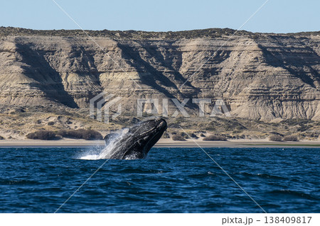 Sohutern right whale jumping, endangered species, Sohutern right whale jumping, endangered species, 138409817