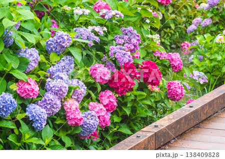堀川菖蒲園のカラフルな紫陽花《三重県 四日市市》 堀川菖蒲園のカラフルな紫陽花《三重県 四日市市》 138409828
