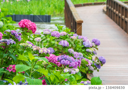 堀川菖蒲園のカラフルな紫陽花《三重県 四日市市》 堀川菖蒲園のカラフルな紫陽花《三重県 四日市市》 138409830