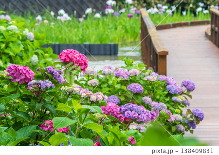 堀川菖蒲園のカラフルな紫陽花《三重県 四日市市》 堀川菖蒲園のカラフルな紫陽花《三重県 四日市市》 138409831