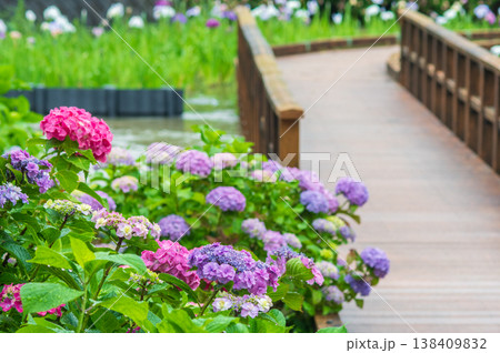 堀川菖蒲園のカラフルな紫陽花《三重県 四日市市》 堀川菖蒲園のカラフルな紫陽花《三重県 四日市市》 138409832