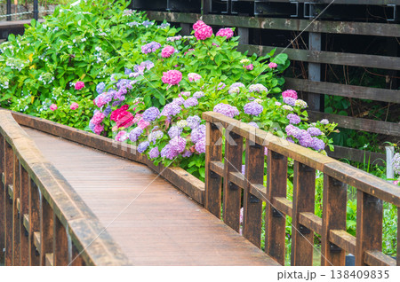 堀川菖蒲園のカラフルな紫陽花《三重県 四日市市》 堀川菖蒲園のカラフルな紫陽花《三重県 四日市市》 138409835