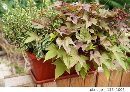 Rectangular balcony planter Ipomoea with mixed foliage container garden arrangement outdoor Rectangular balcony planter Ipomoea with mixed foliage container garden arrangement outdoor 138410084