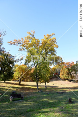 秋の公園　爽やか広葉樹 138410146