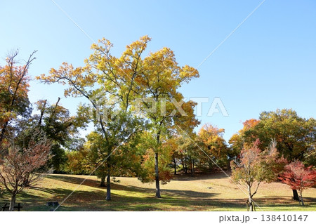 秋の公園　爽やか広葉樹 138410147