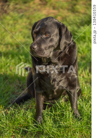 Black Labrador Retriever dog outdoors. Pet, dog. 138410359