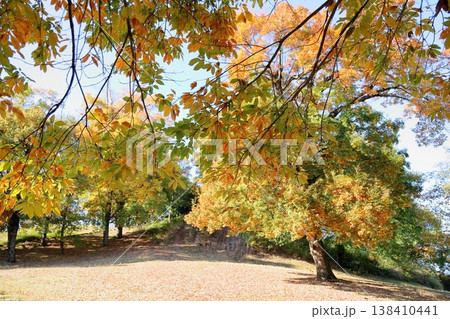 秋の公園　色づくクリの葉 138410441