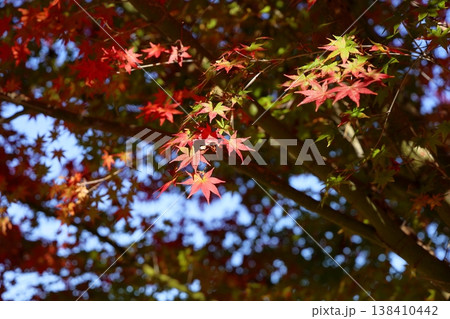 秋の公園　色づくカエデの葉 138410442