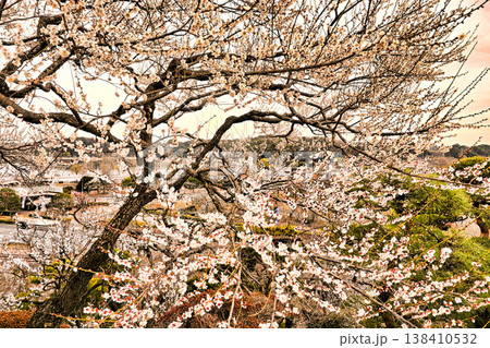 偕楽園の梅 138410532