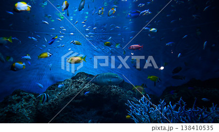 大洗水族館の魚 大洗水族館の魚 138410535
