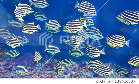 大洗水族館の魚 138410537