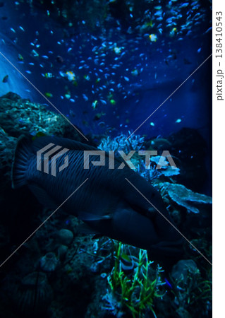 大洗水族館の魚 大洗水族館の魚 138410543