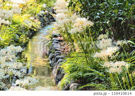 白い彼岸花（シロバナマンジュシャゲ） 138410614