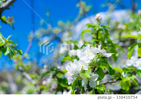 【初夏素材】リンゴの花と青空【山梨県】 138410754