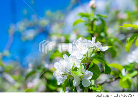 【初夏素材】リンゴの花と青空【山梨県】 【初夏素材】リンゴの花と青空【山梨県】 138410757