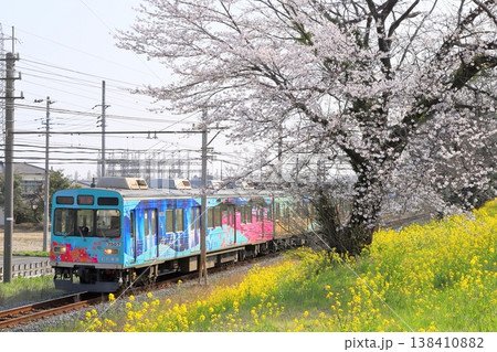 秩父鉄道「満開近くの桜と菜の花咲く築堤を走る電車」 138410882