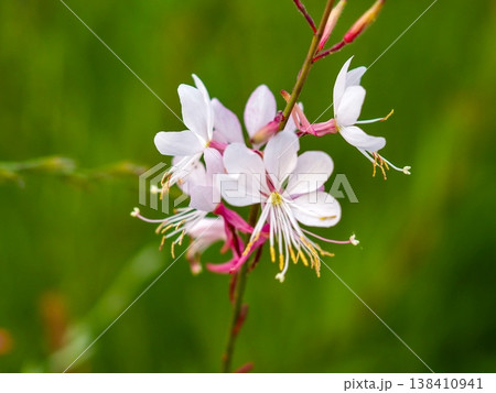 柔らかな光に映える白いガウラの可憐な花 138410941