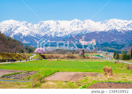 野平の一本桜と北アルプスの風景 138410952