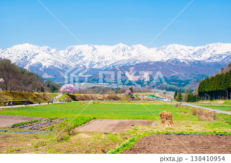 野平の一本桜と北アルプスの風景 138410954