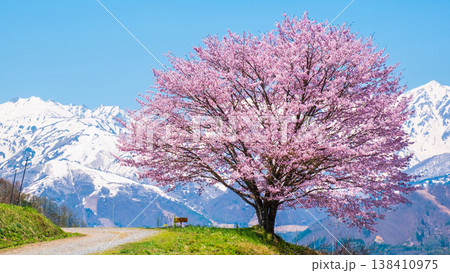 野平の一本桜 138410975