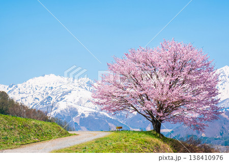 野平の一本桜 138410976