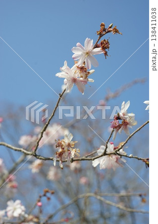 桜 138411038