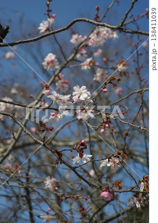 桜 138411039
