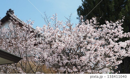 桜 桜 138411040