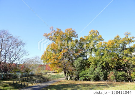 爽やか　黄葉　エノキの木 138411044