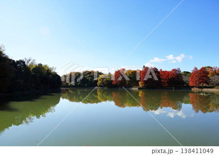 秋の公園　鮮やか紅葉　ラクウショウの木 138411049